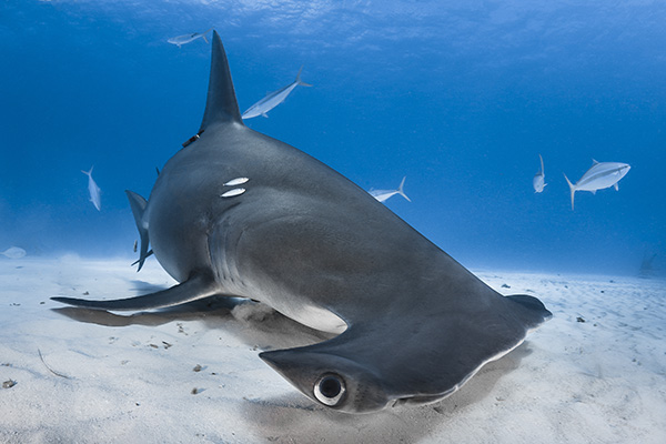 Grand requin marteau. Photo Greg Lecoeur