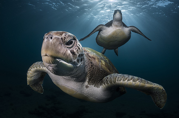 Tortues vertes. Photo Greg Lecoeur