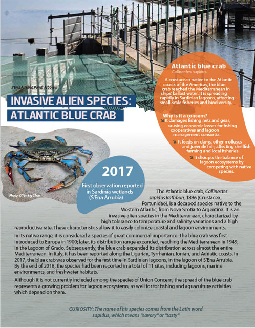 The Atlantic Blue Crab