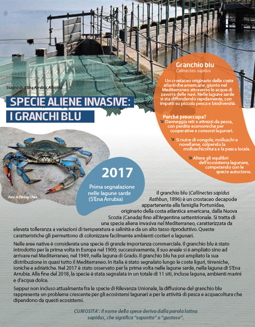 Il granchio blu